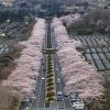 【blog】富士霊園の桜